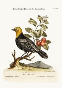 Sarı başlı Starling. Arbutus veya Çilek Ağacı, 1749-73